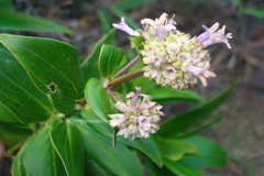 Hedyotis rajasekaranii